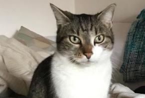 Disappearance alert Cat Male , 8 years Meyrin Switzerland
