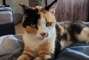 Disappearance alert Cat Female , 15 years Villeneuve Switzerland