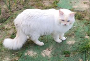 Discovery alert Cat Unknown , 5 years Laneuveville-devant-Nancy France