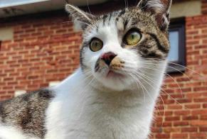 Disappearance alert Cat miscegenation Male , 1 years Manage Belgium
