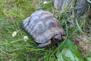Disappearance alert Tortoise Male , 2024 years Fribourg Switzerland