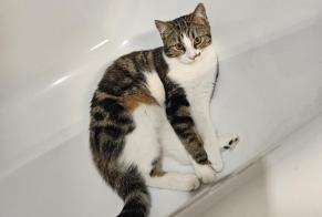 Disappearance alert Cat miscegenation Female , 1 years Bavois Switzerland