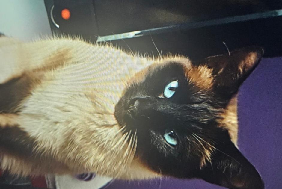 Disappearance alert Cat  Male , 9 years Saint-Jean-de-la-Ruelle France