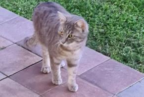 Discovery alert Cat Female Camblanes-et-Meynac France