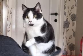 Disappearance alert Cat Female , 7 years Seraing Belgium