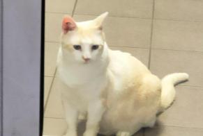 Disappearance alert Cat Male , 4 years Longjumeau France