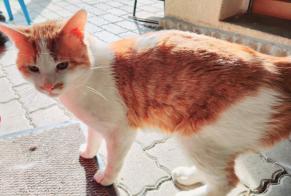 Discovery alert Cat miscegenation Male , 5 years Épinal France