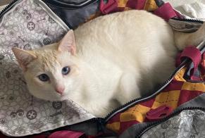 Disappearance alert Cat Male , 2 years Saint-Georges-de-Didonne France