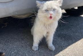 Discovery alert Cat Male Carpentras France