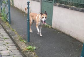 Discovery alert Dog Male Colombes France