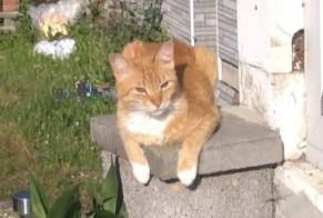 Disappearance alert Cat Male , 7 years Gemmerich Germany
