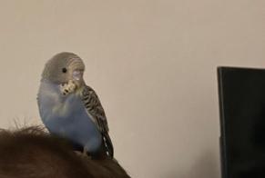 Discovery alert Bird Unknown Berlin Germany