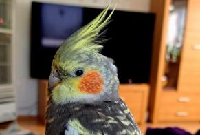 Disappearance alert Bird Male , 2025 years Laufenburg Germany