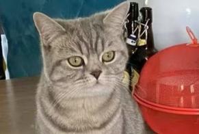 Disappearance alert Cat  Female , 3 years Unterensingen Germany