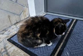 Discovery alert Cat Female BT Germany