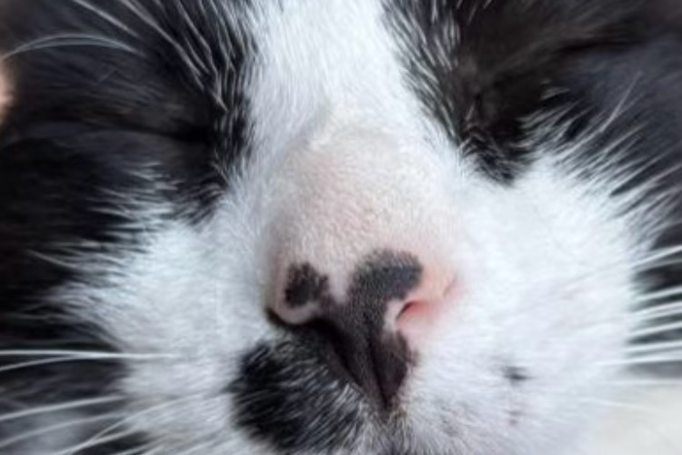 Cat Gone in Berlin (Berlin, Germany)  - disappearance  Pet Alert  alert #367814