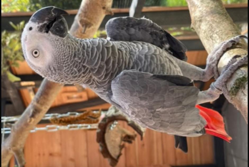 Bird Gone in Karrenzin (Mecklenburg-Vorpommern, Germany)  - disappearance  Pet Alert  alert #375823