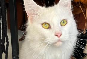 Alerta de Desaparición Gato  Hembra , 1 años Millas Francia