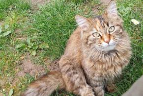 Alerta de Desaparición Gato Hembra , 1 años Thorigny-sur-Oreuse Francia
