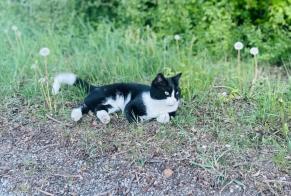 Alerta de Hallazgo Gato  Desconocido Bremen Alemania