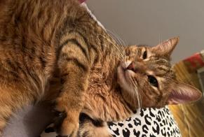 Alerte Découverte Chat Mâle Köln Allemagne
