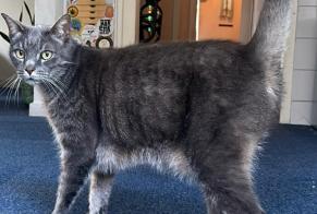 Alerte Disparition Chat croisement Mâle , 10 ans Kleve Allemagne