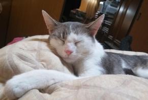 Alerte Disparition Chat croisement Mâle , 6 ans Kalkar Allemagne