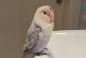 Alerte Disparition Oiseau Femelle , 2026 ans Bad Nauheim Allemagne