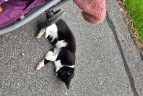 Alerte Découverte Chat Inconnu Velburg Allemagne