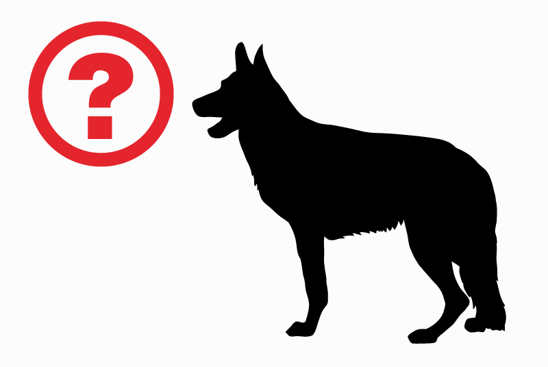 Discovery alert Dog Unknown Reichenbach-Steegen Germany