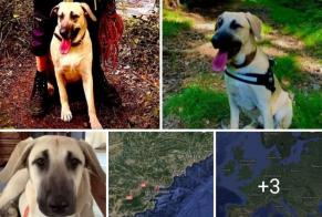 Avviso scomparsa Cane incrocio di razze Femmina , 3 anni Roquebrune-sur-Argens Francia