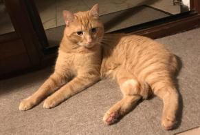 Avviso Ritrovamento Gatto  Maschio , 2 anni Sandhausen Germania