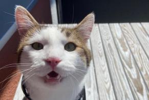 Avviso scomparsa Gatto incrocio di razze Maschio , 1 anni Furtwangen im Schwarzwald Germania