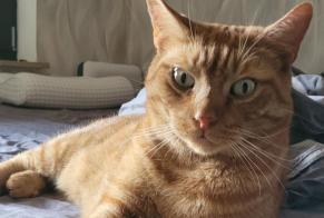 Avviso scomparsa Gatto  Maschio , 9 anni Düren Germania