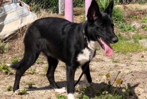 Fundmeldung Hond kräizung Weiblech , 2 Joer Sainte-Bazeille France