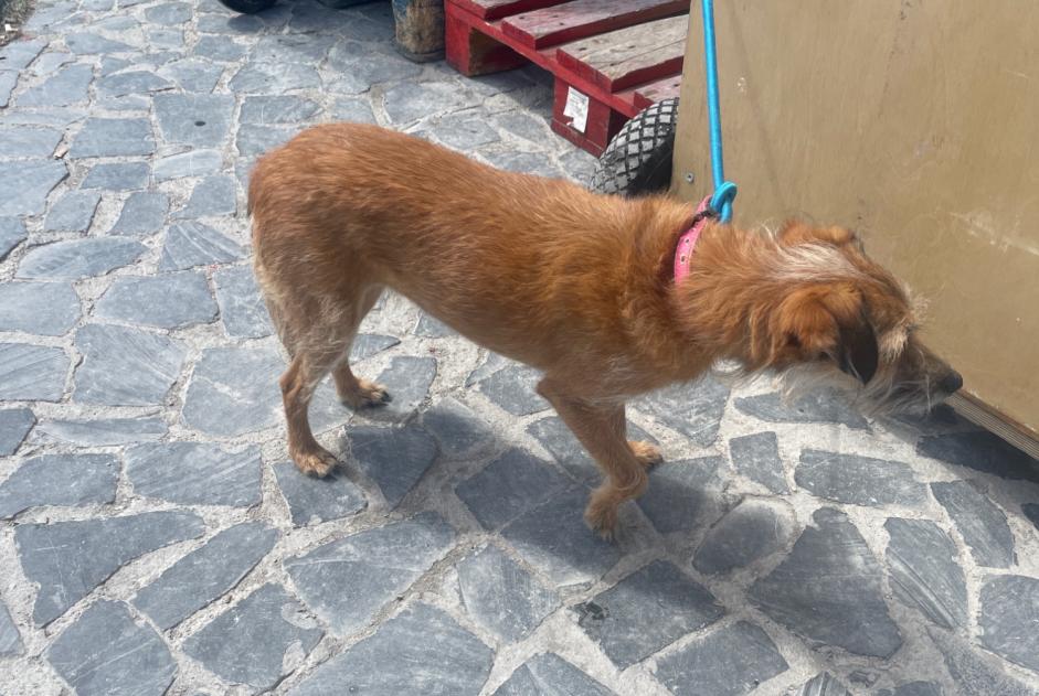 Fundmeldung Hond kräizung Weiblech Lisboa Portugal