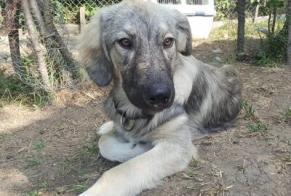 Verdwijningsalarm Hond rassenvermenging Mannetje , 0 jaar Wassenberg Duitsland