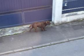 Ontdekkingsalarm Hond  Onbekend Conflans-Sainte-Honorine Frankrijk