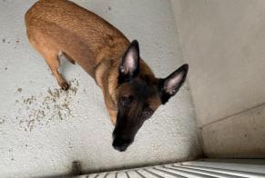 Ontdekkingsalarm Hond  Vrouwtje , 6 jaar Maisons-Laffitte Frankrijk
