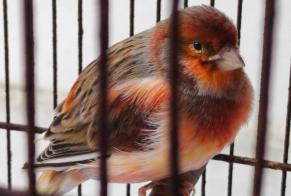 Ontdekkingsalarm Vogel Onbekend Vitry-sur-Seine Frankrijk
