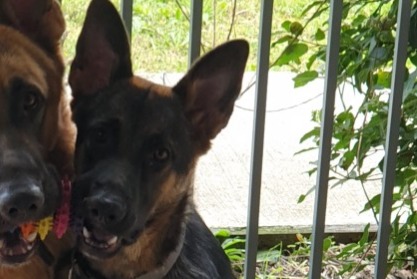 Verdwijningsalarm Hond  Vrouwtje , 3 jaar Frouzins Frankrijk