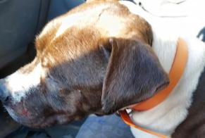 Ontdekkingsalarm Hond rassenvermenging Vrouwtje Dunière-sur-Eyrieux Frankrijk