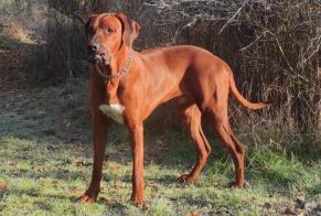 Verdwijningsalarm Hond  Mannetje , 3 jaar Bray-Saint-Aignan Frankrijk
