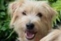 Verdwijningsalarm Hond rassenvermenging Mannetje , 2 jaar Fléac Frankrijk