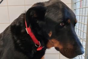Verdwijningsalarm Hond  Mannetje , 2 jaar Pissotte Frankrijk