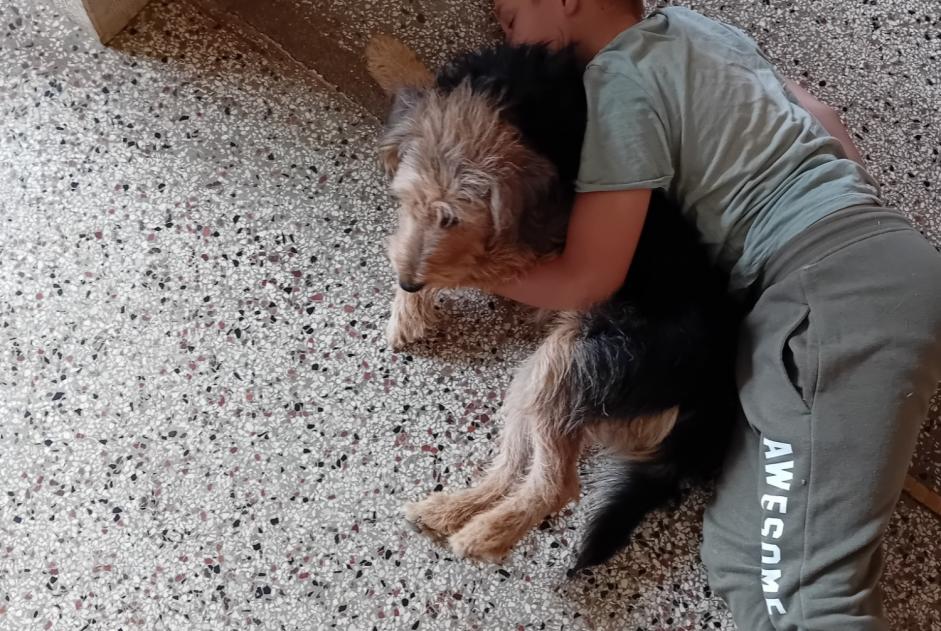 Verdwijningsalarm Hond rassenvermenging Vrouwtje , 3 jaar Clamerey Frankrijk