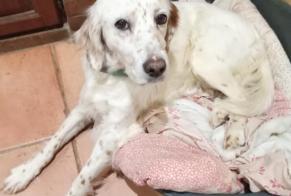 Verdwijningsalarm Hond  Vrouwtje , 12 jaar Cursan Frankrijk