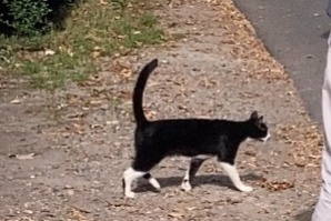 Kat Vermist in Berlin (Berlin, Duitsland)  - Verdwijning Pet Alert melding nr. 376399