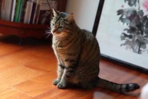 Alerta desaparecimento Gato Fêmea , 11 anos Pully Switzerland