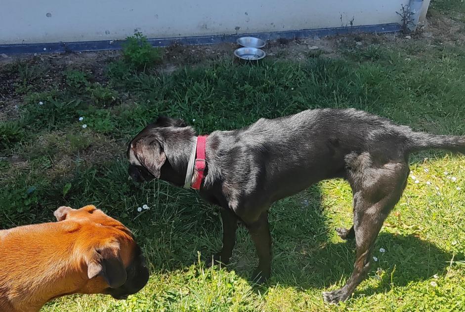 Alerta descoberta Cão  Fêmea , 5 anos Artiguelouve France